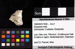 Foto (Objket + Etiketten) von Galatheites sp. 